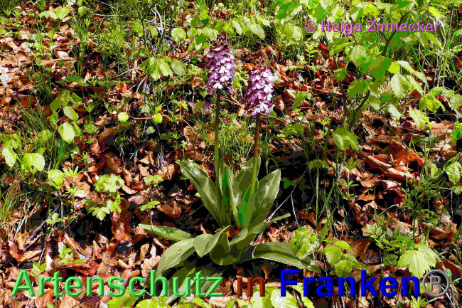 © Artenschutz in Franken® / Helga Zinnecker Bild zum Eintrag (1048706-160)