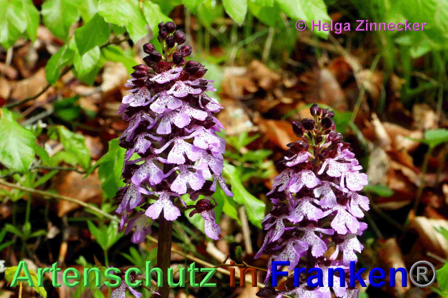 © Artenschutz in Franken® / Helga Zinnecker Bild zum Eintrag (1048707-160)