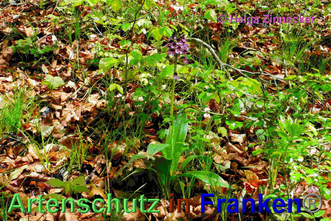 © Artenschutz in Franken® / Helga Zinnecker Bild zum Eintrag (1048709-160)
