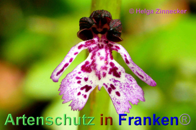 © Artenschutz in Franken® / Helga Zinnecker Bild zum Eintrag (1048710-160)