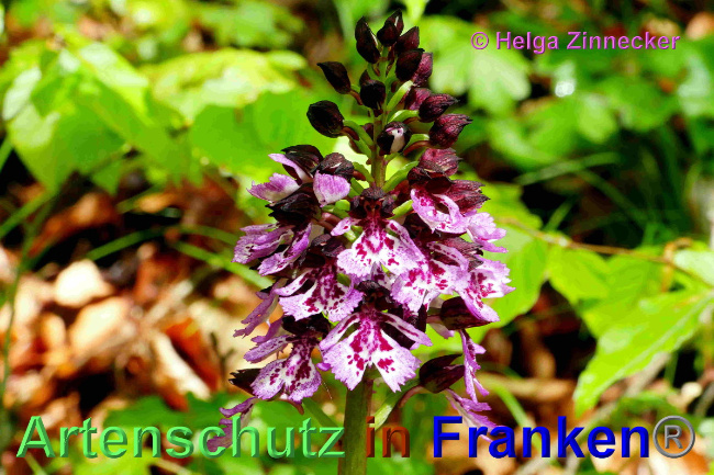 © Artenschutz in Franken® / Helga Zinnecker Bild zum Eintrag (1048711-160)