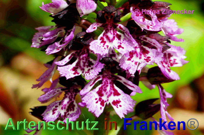 © Artenschutz in Franken® / Helga Zinnecker Bild zum Eintrag (1048713-160)