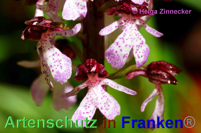 © Artenschutz in Franken® / Helga Zinnecker Bild zum Eintrag (1048714-160)