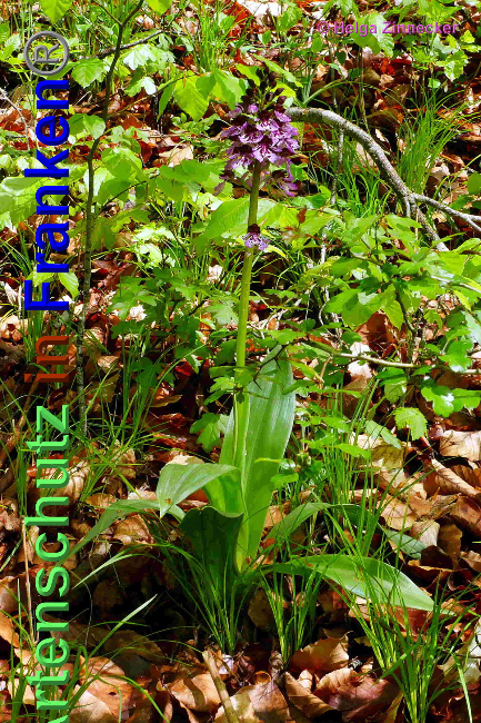 © Artenschutz in Franken® / Helga Zinnecker Bild zum Eintrag (1048719-160)