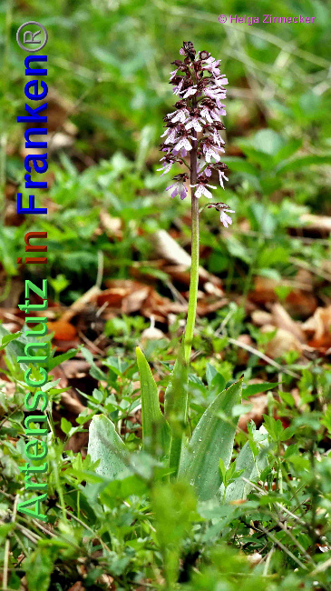 © Artenschutz in Franken® / Helga Zinnecker Bild zum Eintrag (1048723-160)