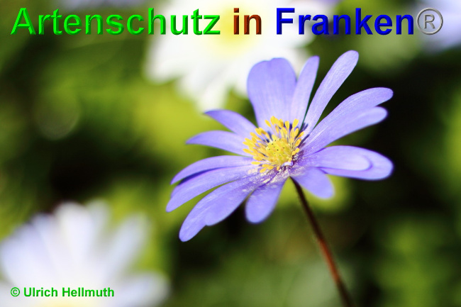 © Artenschutz in Franken® / Ulrich Hellmuth Bild zum Eintrag (1048995-160)