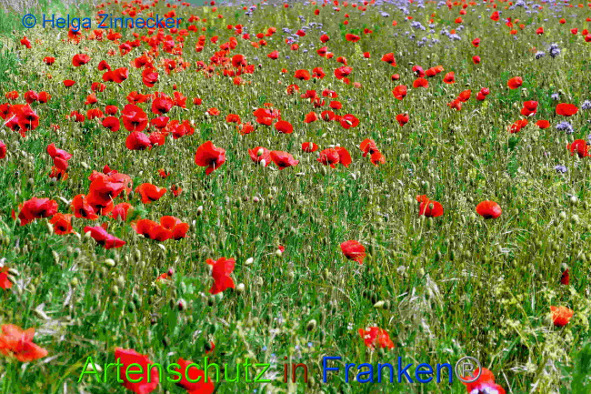 © Artenschutz in Franken® / Helga Zinnecker Bild zum Eintrag (1049798-160)