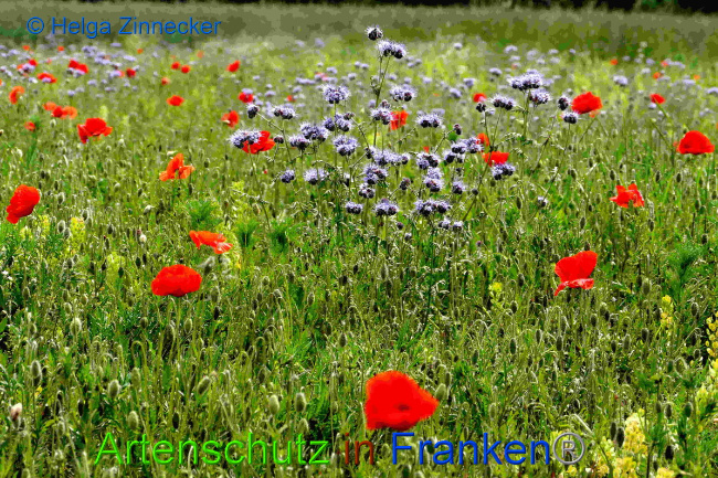© Artenschutz in Franken® / Helga Zinnecker Bild zum Eintrag (1049800-160)