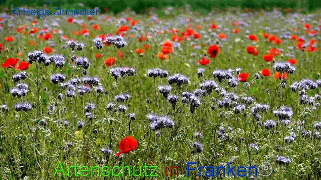 © Artenschutz in Franken® / Helga Zinnecker Bild zum Eintrag (1049802-160)