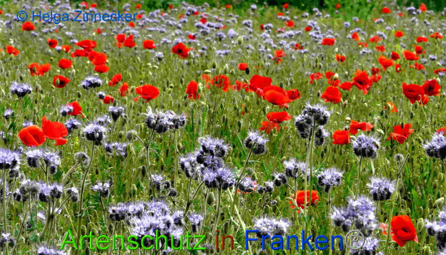 © Artenschutz in Franken® / Helga Zinnecker Bild zum Eintrag (1049803-160)