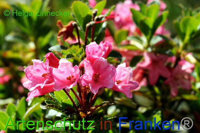 © Artenschutz in Franken® / Helga Zinnecker Bild zum Eintrag (1055219-160)