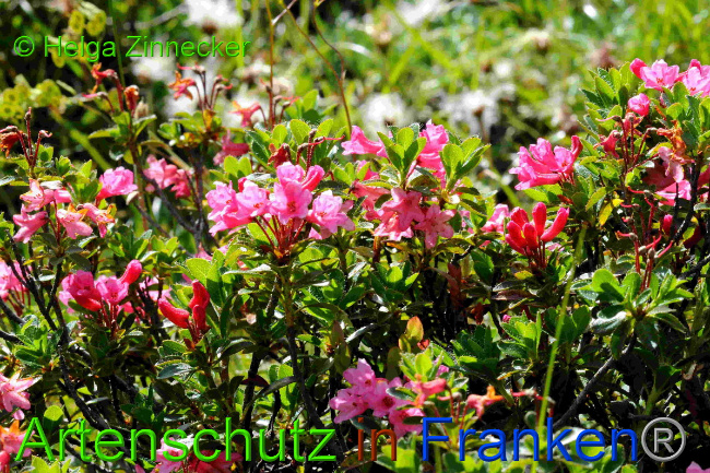 © Artenschutz in Franken® / Helga Zinnecker Bild zum Eintrag (1055220-160)