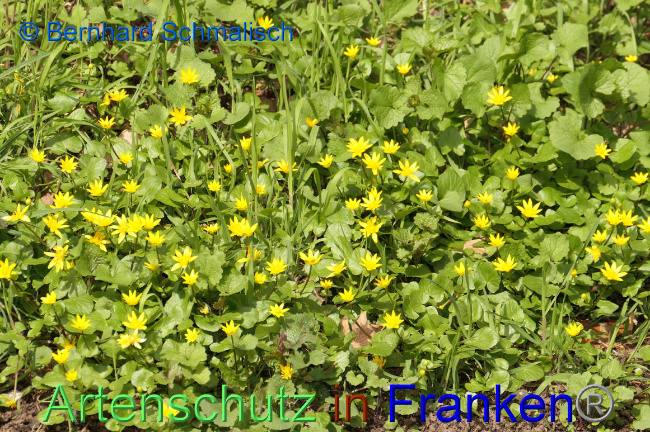 © Artenschutz in Franken® / Bernhard Schmalisch Bild zum Eintrag (1066512-160)