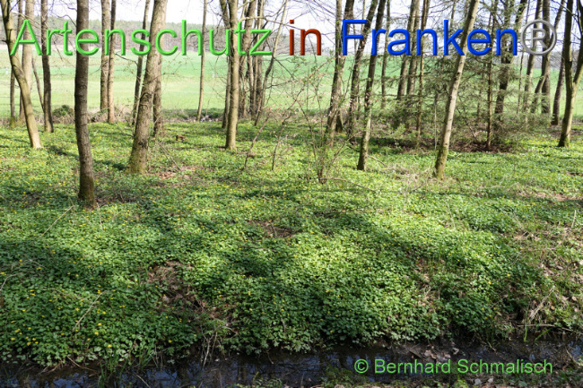© Artenschutz in Franken® / Bernhard Schmalisch Bild zum Eintrag (1066643-160)