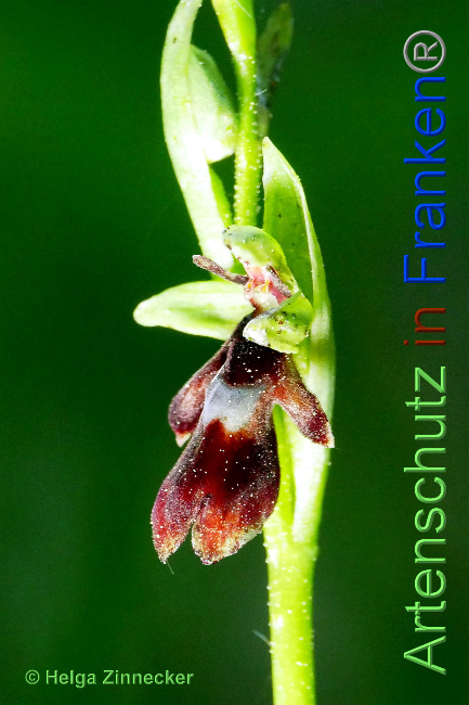 © Artenschutz in Franken® / Helga Zinnecker Bild zum Eintrag (1068849-160)