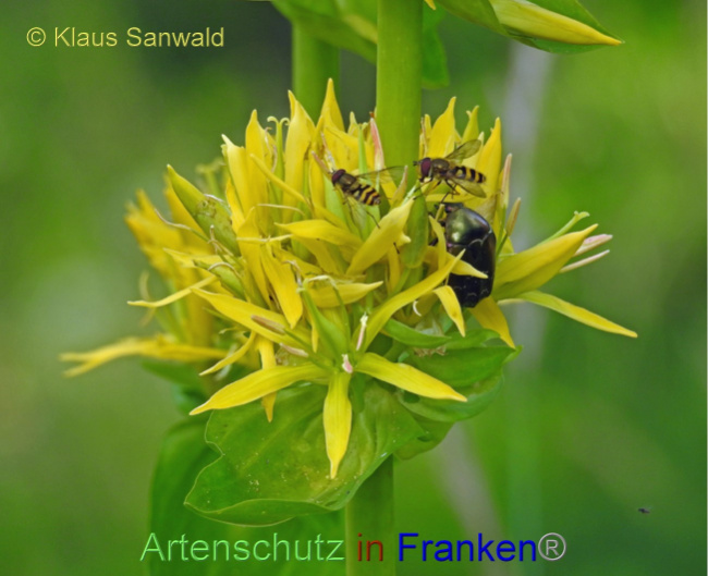 © Artenschutz in Franken® / Klaus Sanwald Bild zum Eintrag (1070391-160)