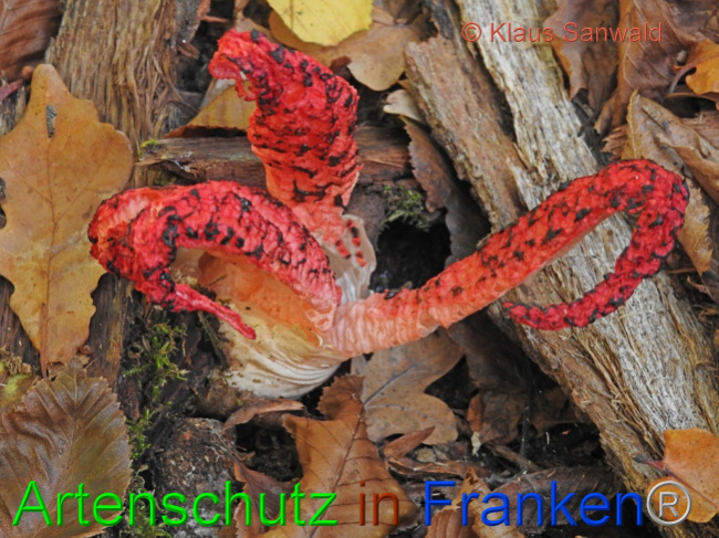 © Artenschutz in Franken® / Klaus Sanwald Bild zum Eintrag (1077517-160)