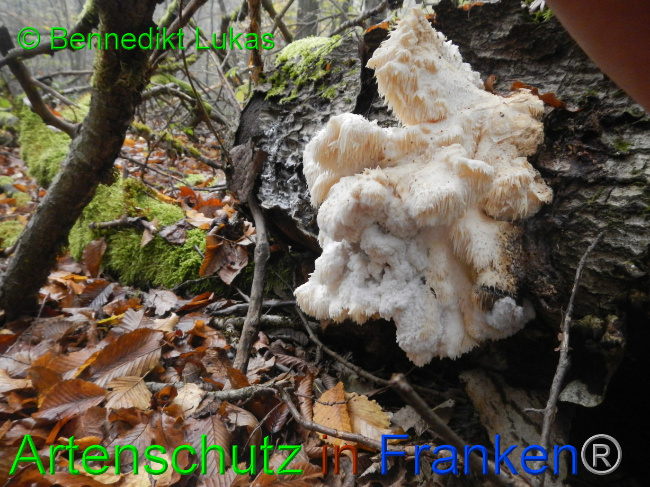 © Artenschutz in Franken® / Bennedikt Lukas Bild zum Eintrag (1077957-160)