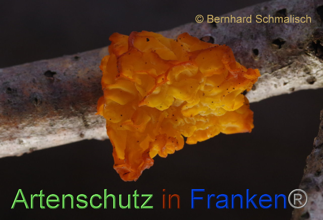 © Artenschutz in Franken® / Bernhard Schmalisch Bild zum Eintrag (1083235-160)