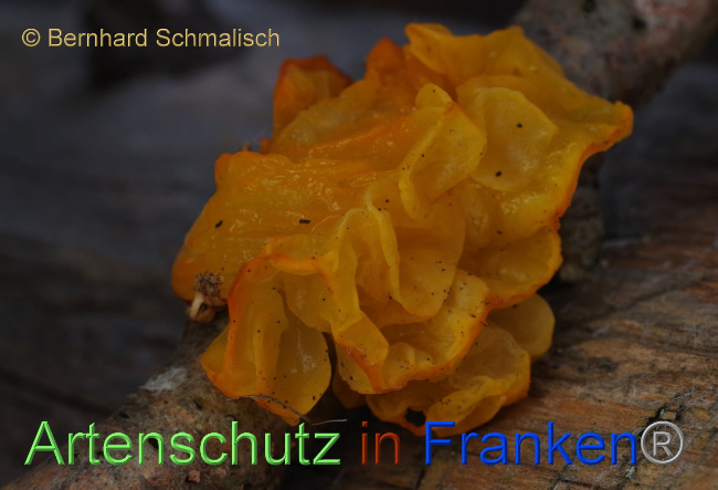 © Artenschutz in Franken® / Bernhard Schmalisch Bild zum Eintrag (1083237-160)