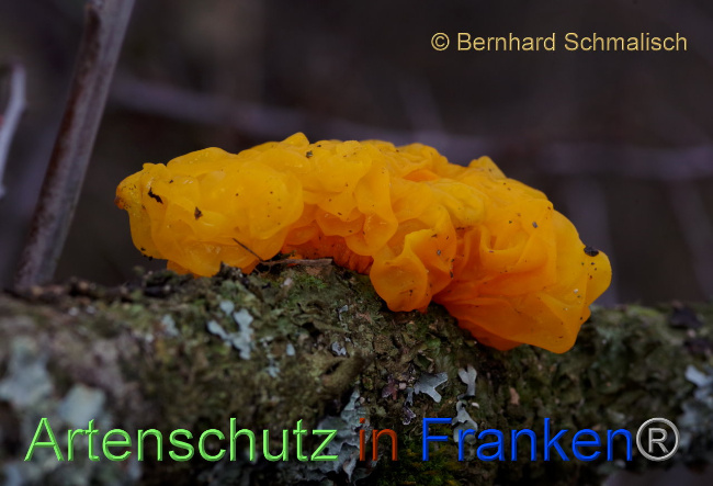© Artenschutz in Franken® / Bernhard Schmalisch Bild zum Eintrag (1083245-160)