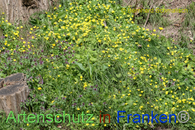 © Artenschutz in Franken® / Bernhard Schmalisch Bild zum Eintrag (1084403-160)