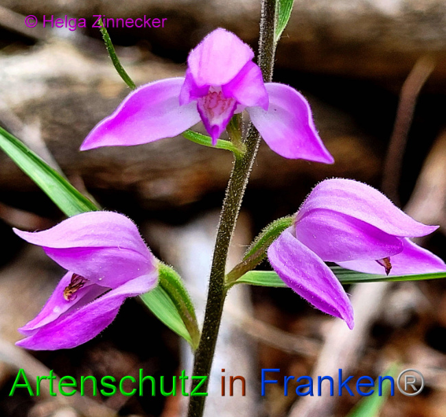 © Artenschutz in Franken® / Helga Zinnecker Bild zum Eintrag (1087732-160)