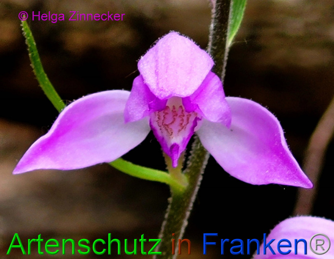 © Artenschutz in Franken® / Helga Zinnecker Bild zum Eintrag (1087733-160)