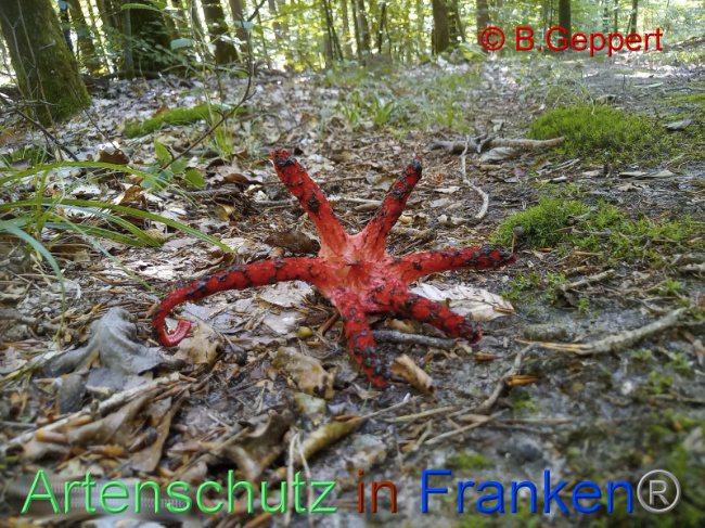 © Artenschutz in Franken® / B.Geppert Bild zum Eintrag (1092027-160)