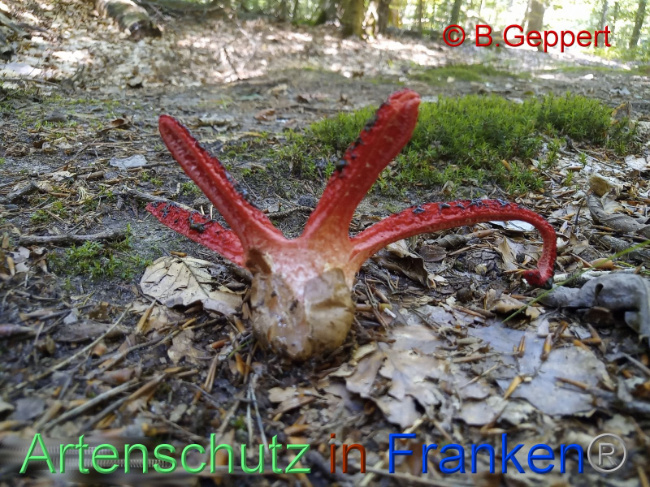 © Artenschutz in Franken® / B.Geppert Bild zum Eintrag (1092028-160)