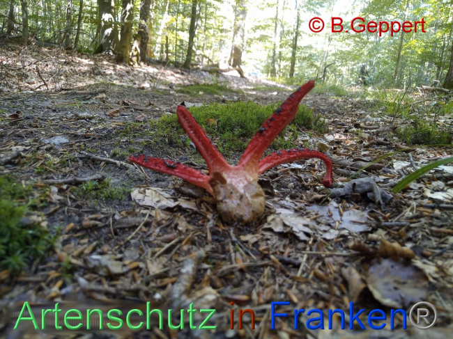 © Artenschutz in Franken® Bild zum Eintrag (1092029-160)