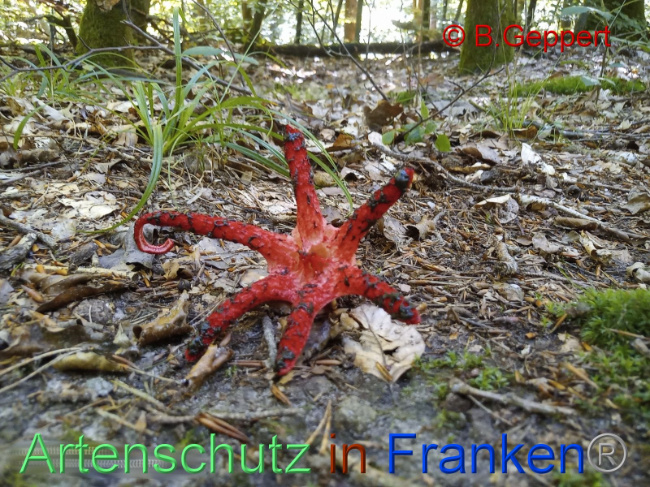 © Artenschutz in Franken® Bild zum Eintrag (1092033-160)
