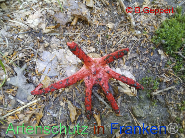 © Artenschutz in Franken® Bild zum Eintrag (1092034-160)