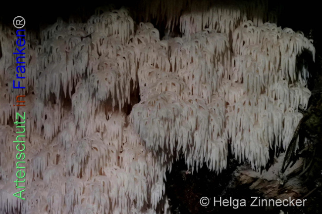 © Artenschutz in Franken® / Helga Zinnecker Bild zum Eintrag (1095139-160)