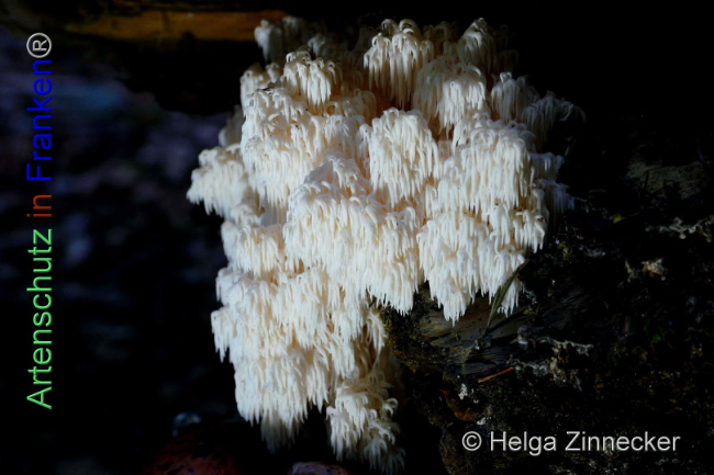 © Artenschutz in Franken® / Helga Zinnecker Bild zum Eintrag (1095145-160)