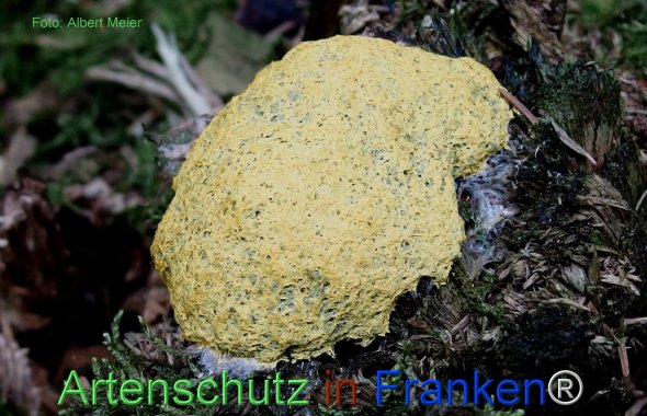 Copyright AiF - Albert Meier Bild zum Eintrag (1096137-160)