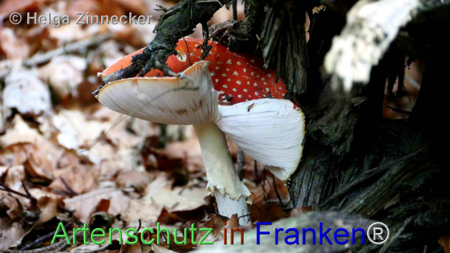 © Artenschutz in Franken® / Helga Zinnecker Bild zum Eintrag (1096141-160)