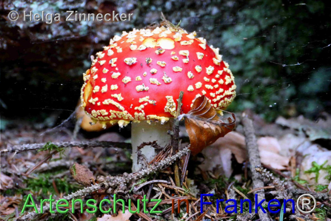 © Artenschutz in Franken® / Helga Zinnecker Bild zum Eintrag (1096142-160)
