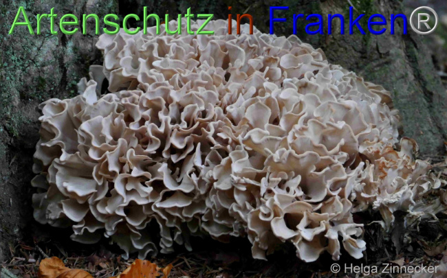 © Artenschutz in Franken® / Helga Zinnecker Bild zum Eintrag (1096151-160)
