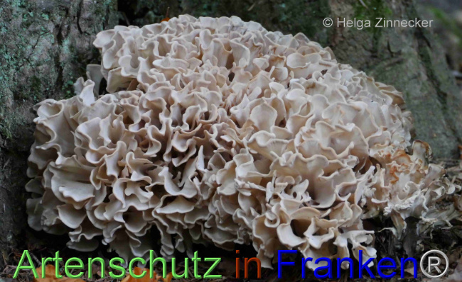 © Artenschutz in Franken® / Helga Zinnecker Bild zum Eintrag (1096152-160)