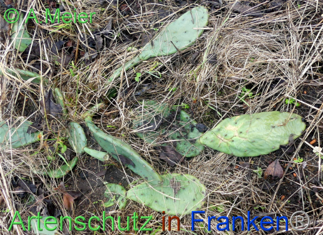 © Artenschutz in Franken® / Albert Meier Bild zum Eintrag (1097718-160)
