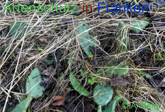 © Artenschutz in Franken® / Albert Meier Bild zum Eintrag (1097723-160)