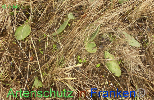 © Artenschutz in Franken® / Albert Meier Bild zum Eintrag (1097727-160)