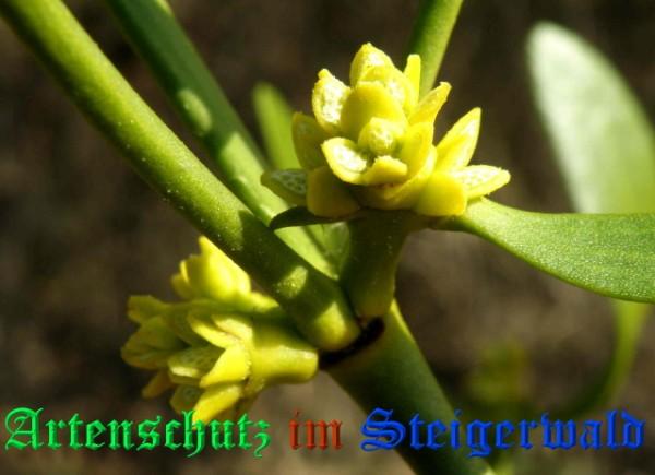 Copyright AiS / 2009 Albert Meier Bild zum Eintrag (1097837-160)