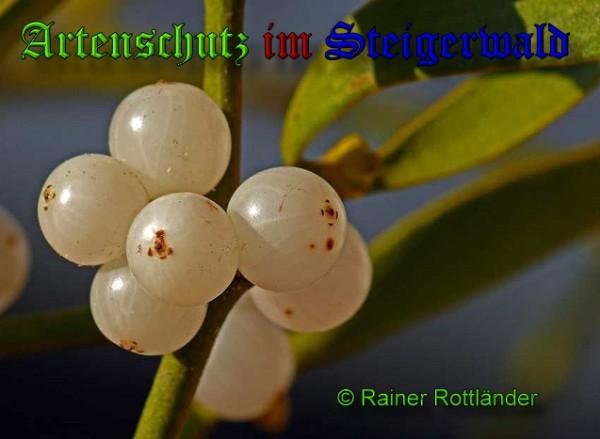 Copyright AiS / 2010 - Rainer Rottländer Bild zum Eintrag (1097838-160)