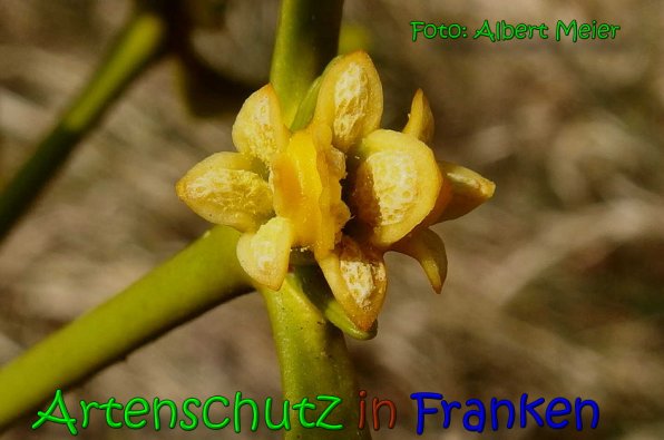 Copyright AiS Albert Meier Bild zum Eintrag (1097842-160)