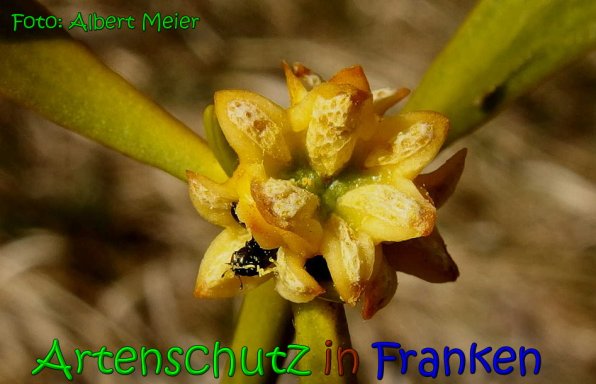Copyright AiS Albert Meier Bild zum Eintrag (1097843-160)