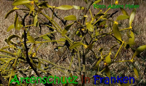 Copyright AiS Albert Meier Bild zum Eintrag (1097844-160)