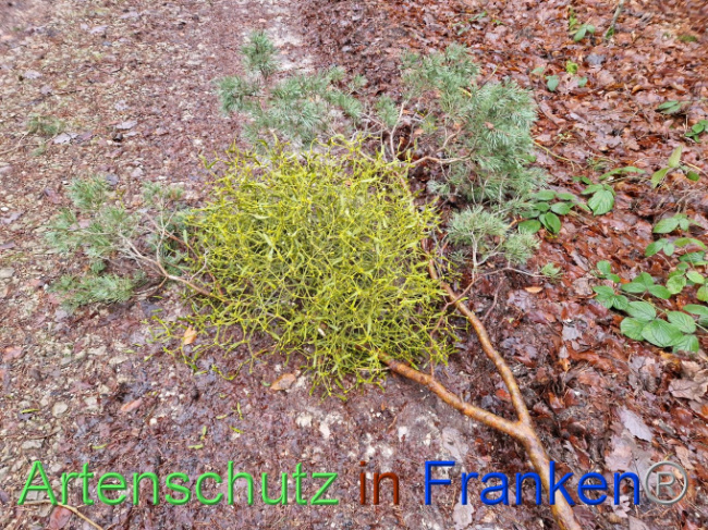 © Artenschutz in Franken® Bild zum Eintrag (1097854-160)