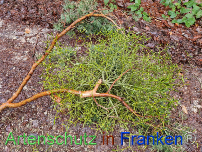 © Artenschutz in Franken® Bild zum Eintrag (1097856-160)